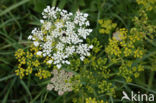 Wild Parsnip (Pastinaca sativa)