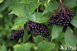 Elder (Sambucus nigra)