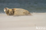 Gewone zeehond (Phoca vitulina)