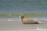 Common Seal (Phoca vitulina)