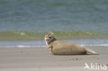 Gewone zeehond (Phoca vitulina)