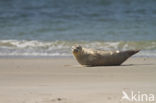 Gewone zeehond (Phoca vitulina)