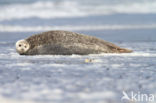 Common Seal (Phoca vitulina)