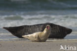 Gewone zeehond (Phoca vitulina)