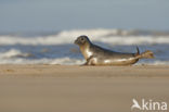 Gewone zeehond (Phoca vitulina) 