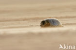 Gewone zeehond (Phoca vitulina) 