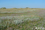 Sea Purslane (Atriplex portulacoides)