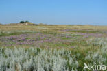 Sea Purslane (Atriplex portulacoides)