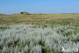 Gewone zoutmelde (Atriplex portulacoides)