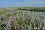 Gewone zoutmelde (Atriplex portulacoides)