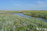 Sea Purslane (Atriplex portulacoides)