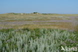 Sea Purslane (Atriplex portulacoides)