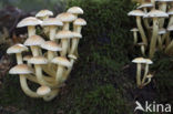 Sulphur tuft (Hypholoma fasciculare)