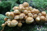 Sulphur tuft (Hypholoma fasciculare)