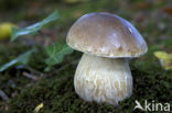 Gewoon eekhoorntjesbrood (Boletus edulis)