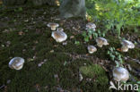 Gewoon eekhoorntjesbrood (Boletus edulis)