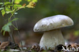 Gewoon eekhoorntjesbrood (Boletus edulis)