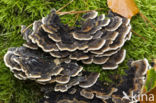 Gewoon elfenbankje (Trametes versicolor)