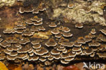 Gewoon elfenbankje (Trametes versicolor)