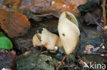 Hare s ear (Otidea onotica)