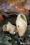 Hare s ear (Otidea onotica)