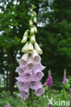 Gewoon vingerhoedskruid (Digitalis purpurea)