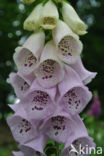 Gewoon vingerhoedskruid (Digitalis purpurea)