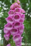 Gewoon vingerhoedskruid (Digitalis purpurea)