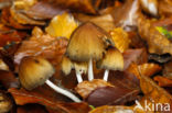 Coprinus truncorum