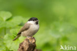 Marsh Tit (Parus palustris)