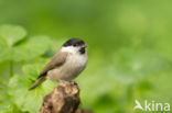 Glanskop (Parus palustris)