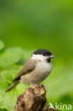 Glanskop (Parus palustris)