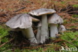 Glanzende ridderzwam (Tricholoma portentosum) 