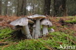 Glanzende ridderzwam (Tricholoma portentosum) 