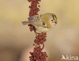 Goldcrest (Regulus regulus)