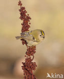 Goldcrest (Regulus regulus)