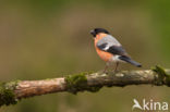 Eurasian Bullfinch (Pyrrhula pyrrhula)
