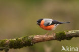Eurasian Bullfinch (Pyrrhula pyrrhula)