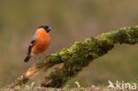 Eurasian Bullfinch (Pyrrhula pyrrhula)