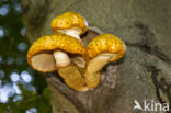 Goudvliesbundelzwam (Pholiota aurivella)