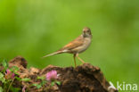 Greater Whitethroat (Sylvia communis)