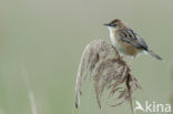 Fan-tailed Warbler