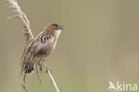 Fan-tailed Warbler