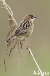 Fan-tailed Warbler