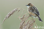 Fan-tailed Warbler