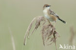 Fan-tailed Warbler