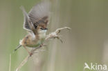 Fan-tailed Warbler