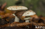 Grey Spotted Amanita (Amanita excelsa)