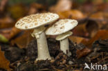 Grey Spotted Amanita (Amanita excelsa)