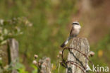 Grauwe Klauwier (Lanius collurio)